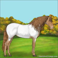 Horse Color:Red Roan Appaloosa Rabicano 