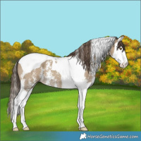 Horse Color:Classic Cream Champagne Sabino Splash Tobiano 