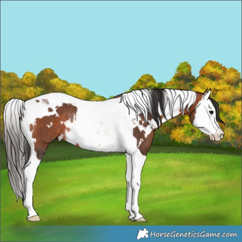 Horse Color:White Spotted Bay Splash Tobiano Rabicano 