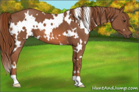 Horse Color:White Spotted Chestnut 