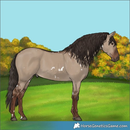 Horse Color:White Spotted Liver Red Dun Rabicano 
