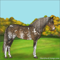 Horse Color:White Spotted Chocolate Palomino 