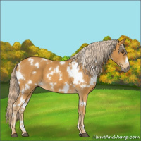 Horse Color:White Spotted Palomino 