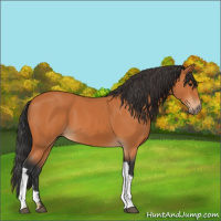 Horse Color:Bay 