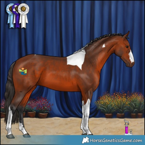 Horse Color:Bay Tobiano 