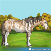 Horse Color:Perlino Sabino and Buckskin Sabino