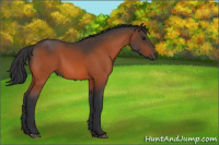 Horse Color:Bay 
