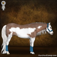 Horse Color:Silver Black Splash Frame Rabicano