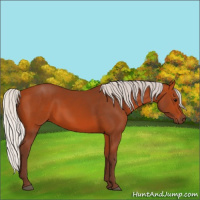 Horse Color:Silver Bay 