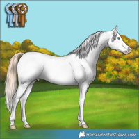 Horse Color:White Spotted Amber Cream Champagne Pearl Dun Splash Appaloosa Rabicano