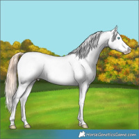 Horse Color:White Spotted Amber Cream Champagne Pearl Dun Splash Appaloosa Rabicano