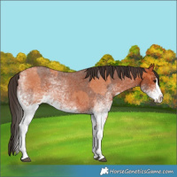Horse Color:White Spotted Bay Roan Splash  and White Spotted Bay Roan Splash 