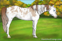 Horse Color:White Spotted Bay Dun Splash Appaloosa Rabicano