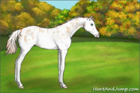 Horse Color:White Spotted Classic Champagne Pearl Splash Appaloosa Rabicano 