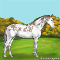 Horse Color:White Spotted Classic Champagne Splash Appaloosa Rabicano 