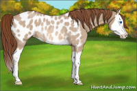 Horse Color:Red Dun Roan Splash Appaloosa Rabicano 