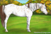 Horse Color:White Spotted Bay Dun Splash Appaloosa 