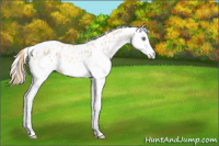 Horse Color:White Spotted Gold Champagne Splash Appaloosa Rabicano