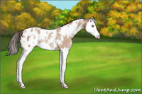 Horse Color:White Spotted Amber Champagne Splash Appaloosa Rabicano 