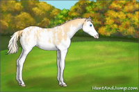 Horse Color:Chestnut Splash Appaloosa Rabicano 