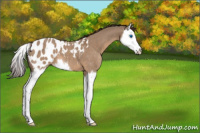 Horse Color:Bay Dun Splash Appaloosa