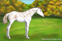 Horse Color:White Spotted Bay Pearl Splash Appaloosa Rabicano 