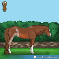 Horse Color:Chestnut 