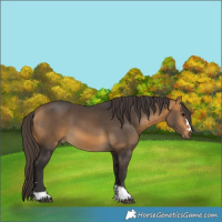 Horse Color:Buckskin 