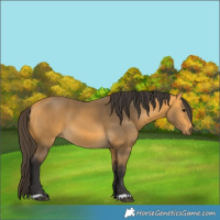 Horse Color:Buckskin 