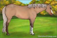 Horse Color:Silver Bay Dun 