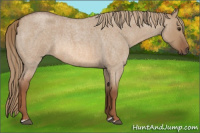 Horse Color:Red Dun Roan Rabicano 