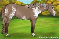 Horse Color:White Spotted Liver Red Dun Rabicano 