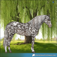 Horse Color:White Spotted Silver Black Tobiano Appaloosa 
