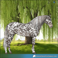 Horse Color:White Spotted Silver Black Tobiano Snowflake Varnish 