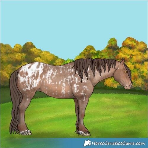 Horse Color:Sable Champagne Appaloosa  and Sable Champagne Appaloosa 
