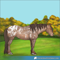 Horse Color:Sable Champagne Appaloosa  and Sable Champagne Appaloosa 