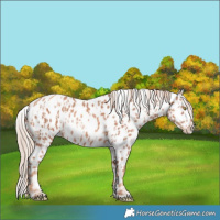 Horse Color:Gold Champagne Appaloosa  and Gold Champagne Appaloosa 