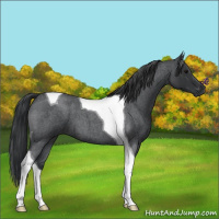 Horse Color:Blue Roan Tobiano
