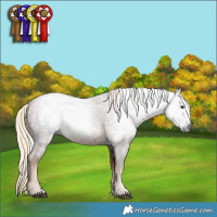 Horse Color:Gray White Spotted Chocolate Palomino 