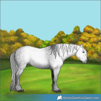 Horse Color:Gray White Spotted Black