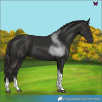 Horse Color:Liver Chestnut Tobiano 