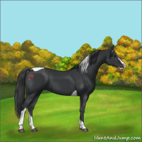 Horse Color:Black Splash Tobiano 