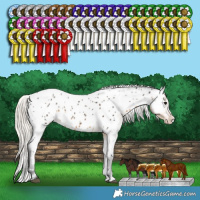 Horse Color:White Spotted Silver Smoky Black Splash Appaloosa Rabicano 