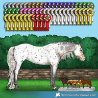 Horse Color:White Spotted Silver Smoky Black Splash Appaloosa Rabicano 