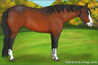 Horse Color:Bay Splash 