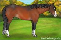 Horse Color:Bay Splash 