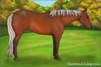 Horse Color:Silver Bay 