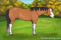 Horse Color:Bay Splash 