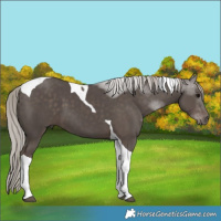 Horse Color:Silver Black Tobiano 