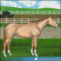 Horse Color:Red Dun 